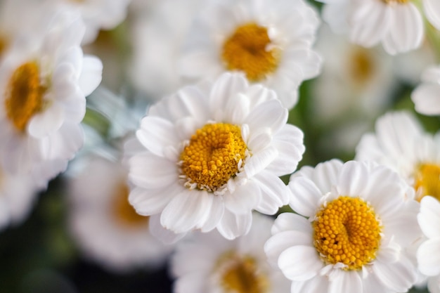 Gros plan d'un bouquet de marguerites chrysanthème. Gros plan de chrysanthème camomille