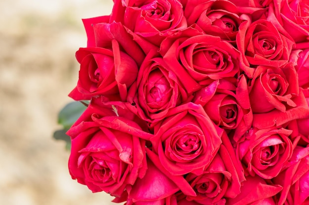 Gros plan sur un bouquet de roses rouges fleuries avec espace de copie