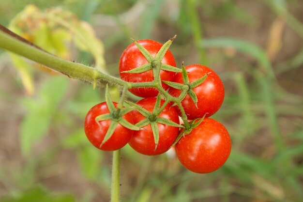 Gros plan sur le bouquet de tomates mûres qui poussent dans la serre. Tomates sur le lit de jardin aux fruits rouges. Vue de dessus.