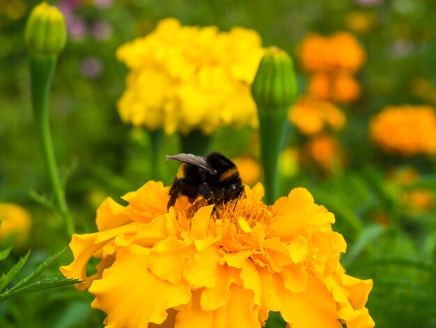 Gros plan de bourdon assis sur une fleur