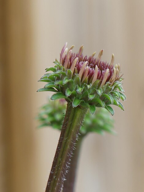 Gros plan d'un bourgeon de chrysanthème épineux