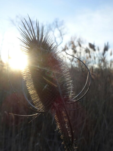 Un gros plan d'un bourgeon de fleur contre le ciel