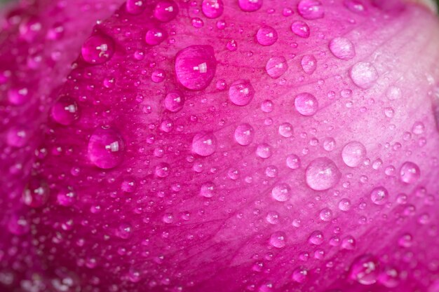 Gros plan sur le bourgeon de pivoine avec des gouttes de rosée. Fleur rose avec des gouttes d'eau.