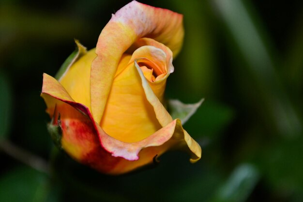 Gros plan sur un bourgeon de rose jaune qui fleurit dans le jardin avec un arrière-plan flou foncé.