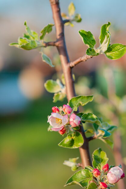 Gros plan des bourgeons en fleurs de pommier dans le jardin. Verger de pommiers en fleurs au coucher du soleil de printemps. Arrière-plan flou avec place pour le texte.