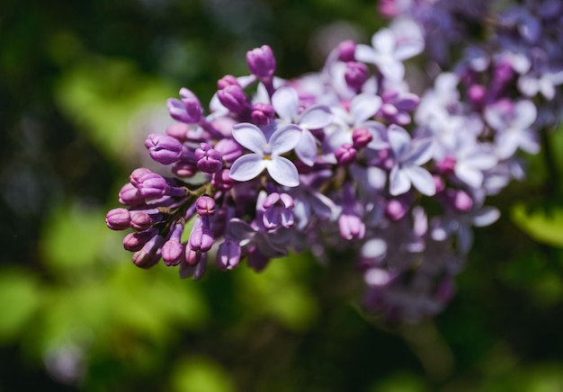 Gros plan de bourgeons lilas violets sur fond de pétales ouverts et d'autres bourgeons