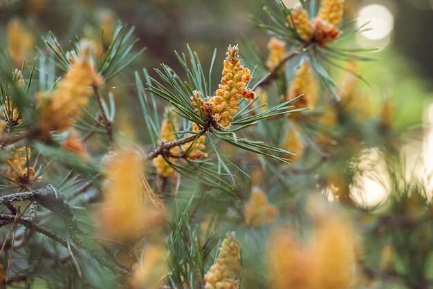 Gros plan de bourgeons de pin pleins de pollen