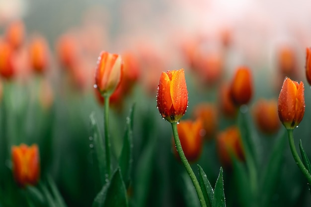 Gros plan des bourgeons de tulipes avec des feuilles vertes fraîches sur fond vert flou avec espace de copie Hollands tulip bloom in an orangery spring season Floral wallpaper banner for fleurist shop Flowers concept