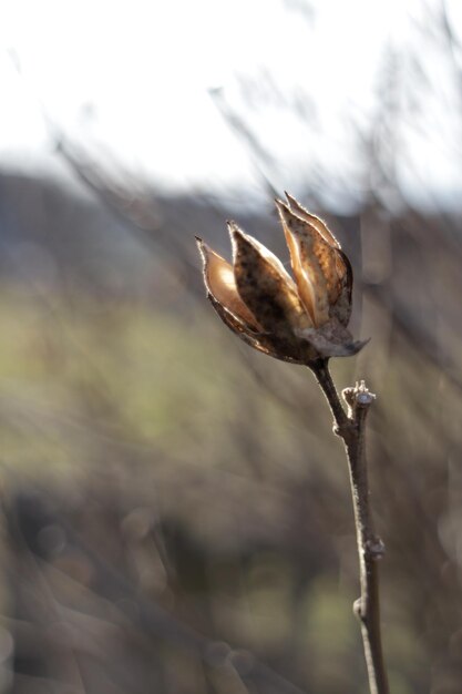 Un gros plan d'un bouton floral avec le soleil qui brille dessus.