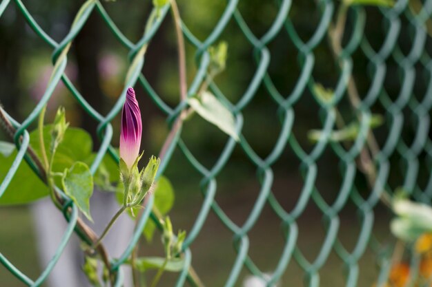 Gros plan d'un bouton floral.