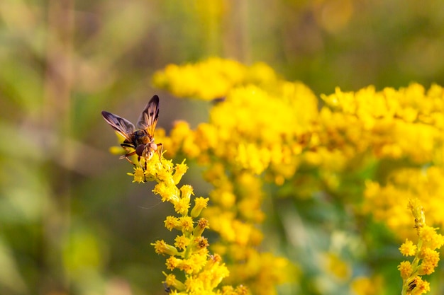 Un gros plan d'un brachycère perché sur une fleur jaune