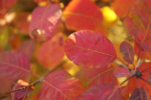 Gros plan de branche d'arbre d'automne