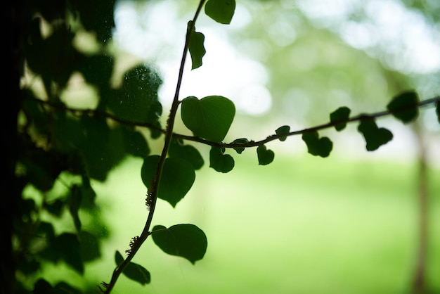 Gros plan d'une branche d'arbre dans une forêt