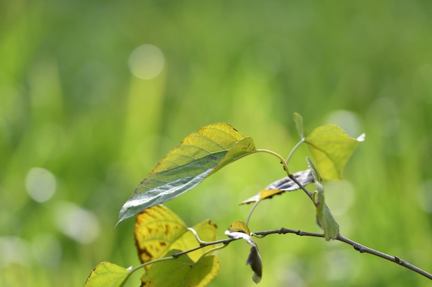 Un gros plan d'une branche d'arbre avec des feuilles et le mot " sycomore " sur le dessus.