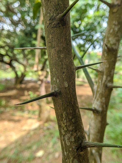 Un gros plan d'une branche d'arbre avec une tige épineuse