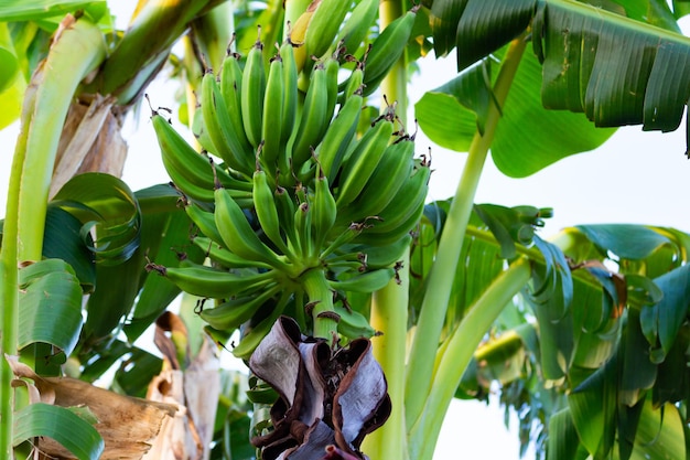 Photo gros plan branche de bananes vertes du verger