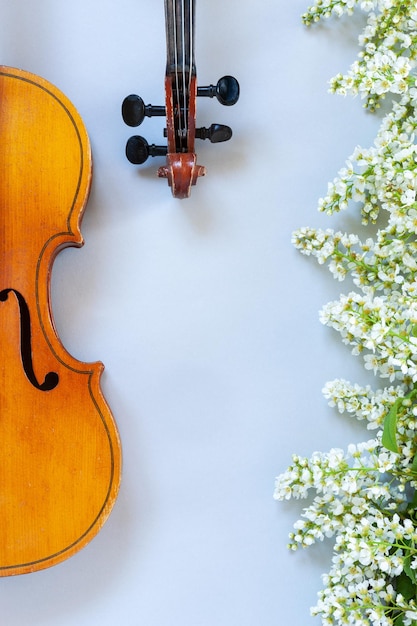 Gros plan d'une branche de cerisier en fleurs et de deux vieux violons sur fond gris clairx9