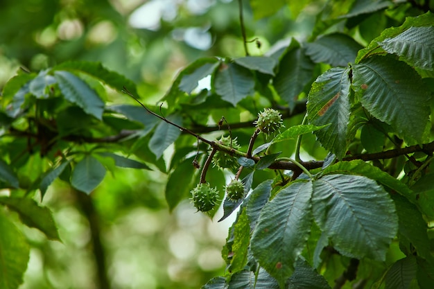 Gros plan de branche de châtaignier vert, espace copie