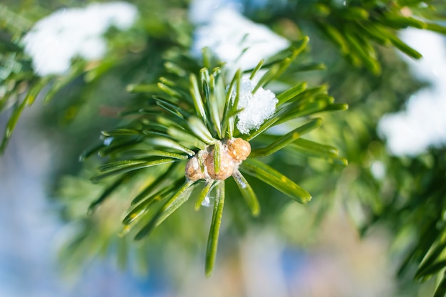 Gros plan de branche de conifères en hiver