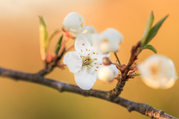 Gros plan de la branche fleurie de l'arbre fruitier