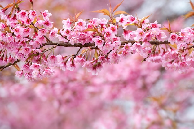 Gros plan branche avec des fleurs de sakura rose