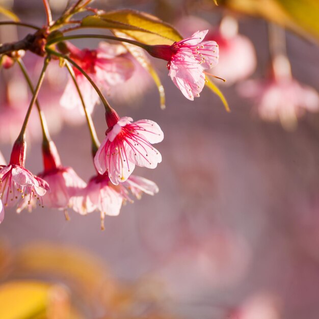 Gros plan branche avec des fleurs de sakura rose