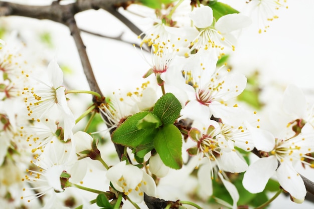 Gros plan de la branche en fleurs