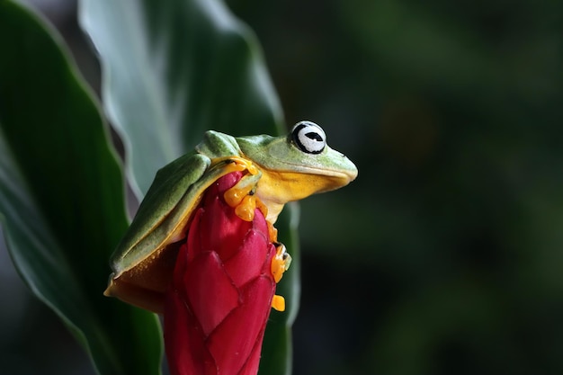 Gros plan sur une branche de grenouille volante face gros plan rainette Javan rhacophorus reinwartii sur feuilles vertes