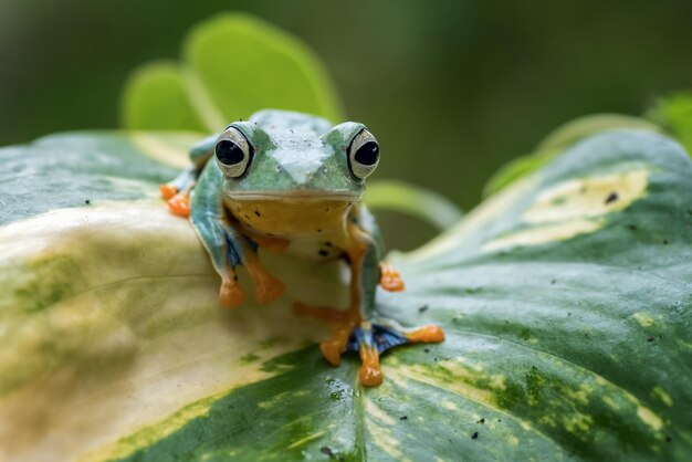 Gros plan sur une branche de grenouille volante face gros plan rainette Javan rhacophorus reinwartii sur feuilles vertes