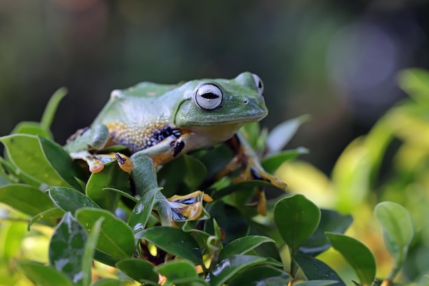 Gros plan sur une branche de grenouille volante, image gros plan de rainette Javan