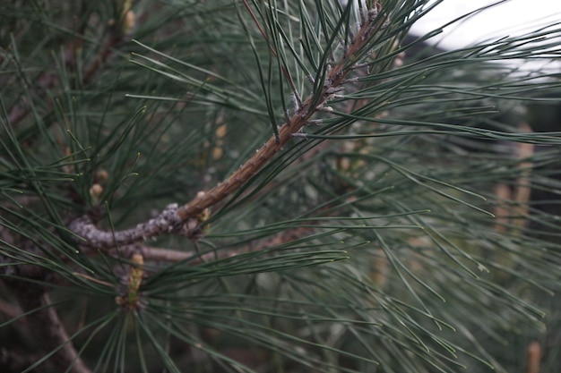 Un gros plan d'une branche de pin