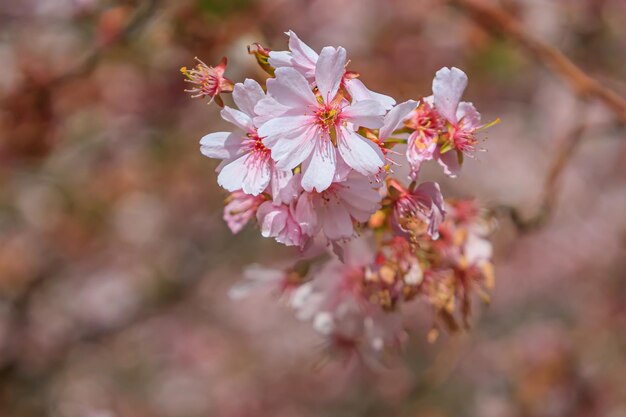 Gros plan sur la branche de sakura en fleurs Jardin japonais en fleurs