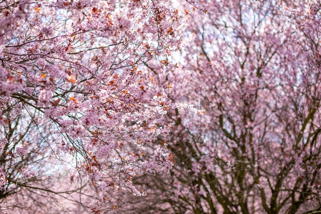 Gros plan des branches d'arbres de fleurs de cerisier roses avec des pétales de fleurs au printemps