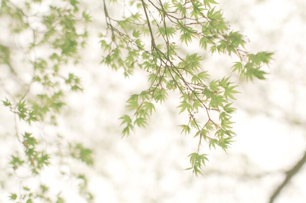 Photo un gros plan des branches contre le ciel.