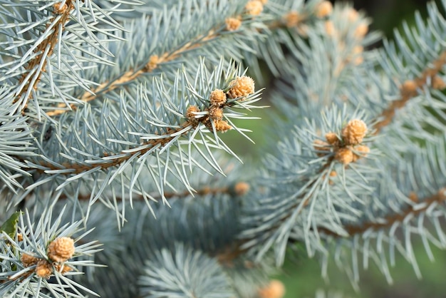 gros plan sur des branches d'épinette avec des cônes