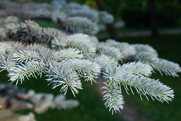 Gros plan des branches d'épinette verte piquante