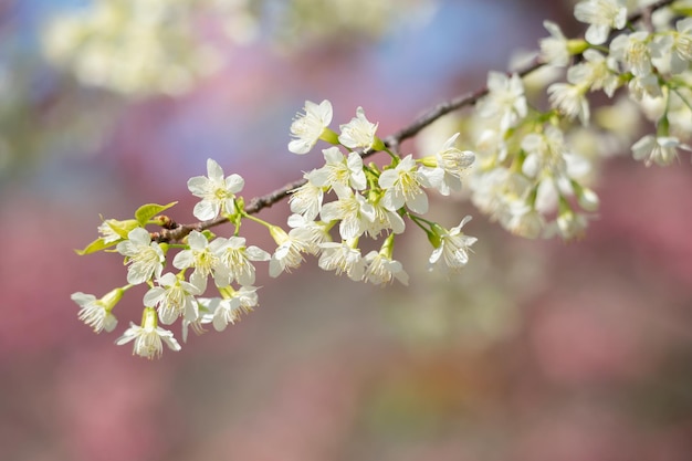 Gros plan des branches de fleur blanche avec fond de ciel bleu