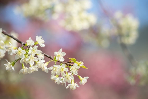 Gros plan des branches de fleur blanche avec fond de ciel bleu