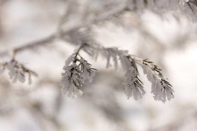 Gros plan sur des branches de givre d'épinette d'hiver couvertes de neige sur fond de neige flou