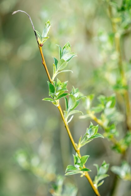 gros plan, branches, de, jeune arbre