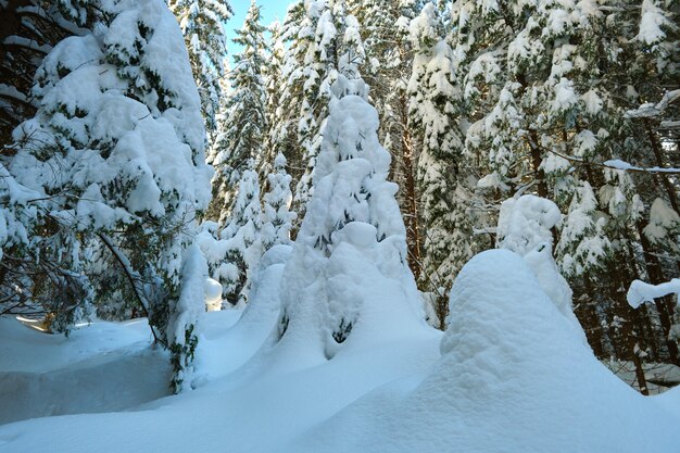 Gros plan sur des branches de pin recouvertes de neige fraîche tombée dans la forêt de montagne d'hiver par une journée froide et lumineuse.