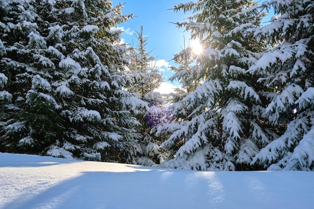 Gros plan sur des branches de pin recouvertes de neige fraîche tombée dans la forêt de montagne d'hiver par une journée froide et lumineuse.
