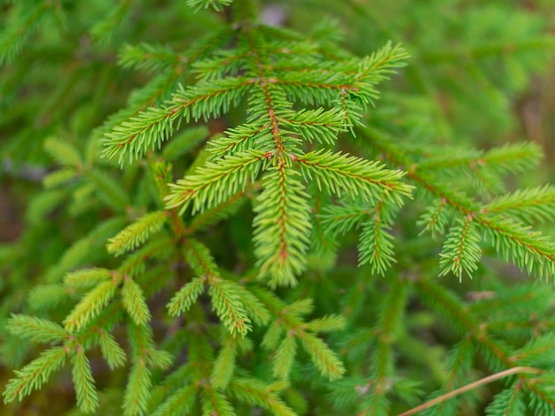 Gros plan des branches de sapin en arrière-plan