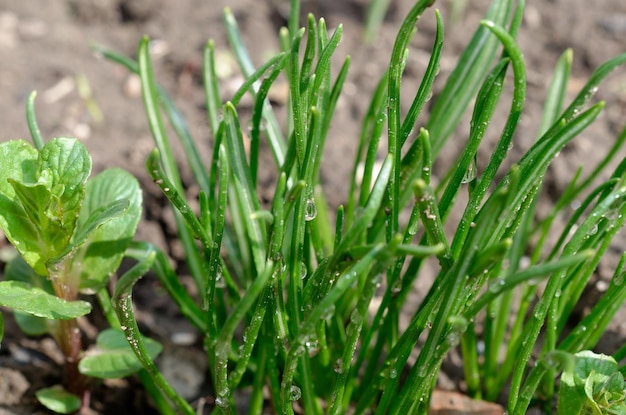 Un gros plan d'un brin de ciboulette verte poussant dans un jardin.