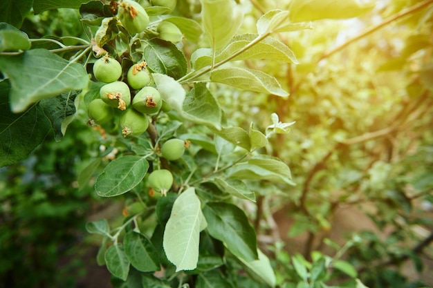 Gros plan d'une brindille avec des pommes qui mûrissent dans le verger sur fond de rayons de soleil