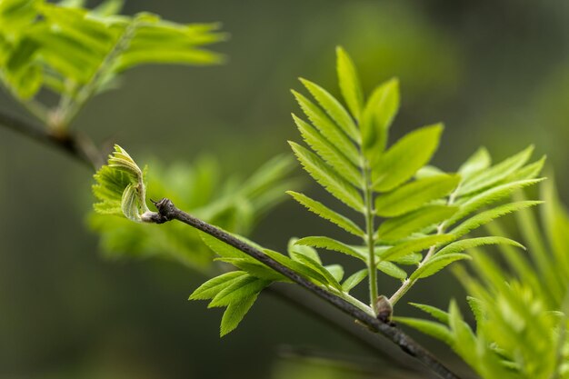 Un gros plan d'une brindille verte sur une branche