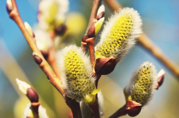 Gros plan de brindilles de saule Beau brin moelleux de saule fleuri