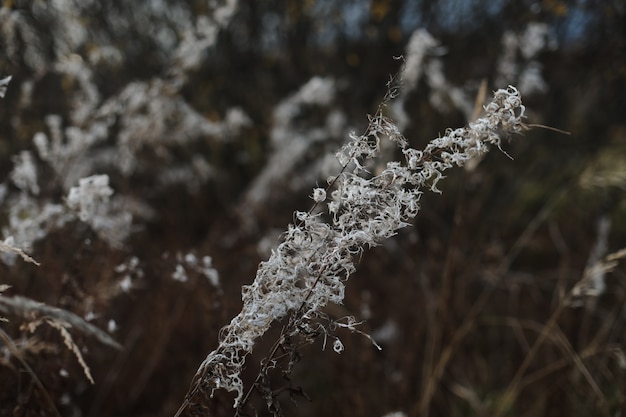 Gros plan des brins d'herbe automne fond