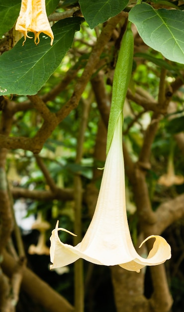 Gros plan d'un Brugmansia arborea jaune, communément connu sous le nom de trompette d'ange