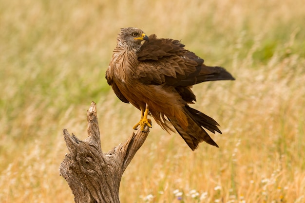 Gros plan, brun, cerf-volant